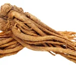 The Ultimate Guide to Angelica Root: Unveiling the Benefits, Nutrition, and Vital Support for Women’s Health in 2026