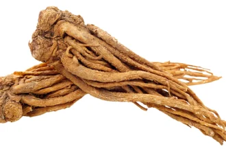 The Ultimate Guide to Angelica Root: Unveiling the Benefits, Nutrition, and Vital Support for Women’s Health in 2026